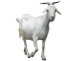 goat